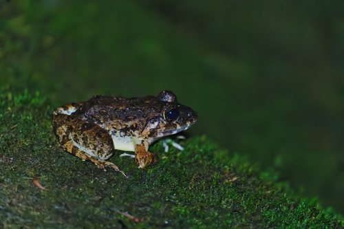 Limnonectes acanthi observed 2026-06-09