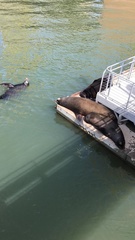 Zalophus californianus