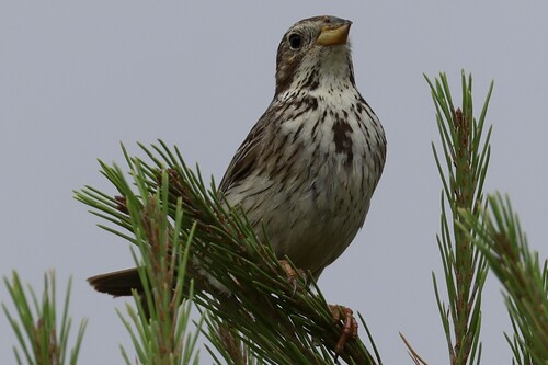 Corn Bunting
