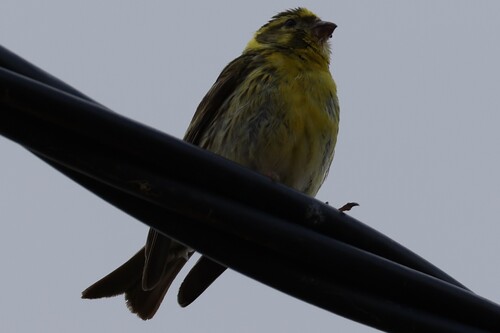 European Serin