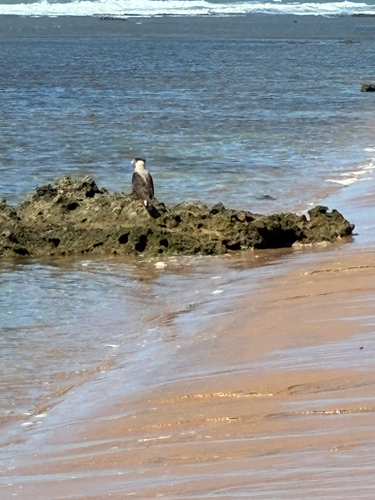 Crested Caracara