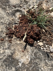 Bassariscus