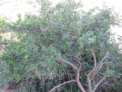 Searsia longispina