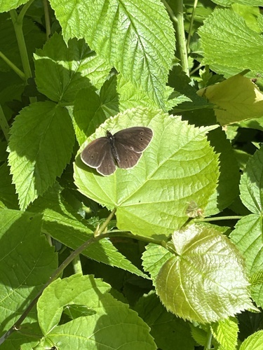 Ringlet