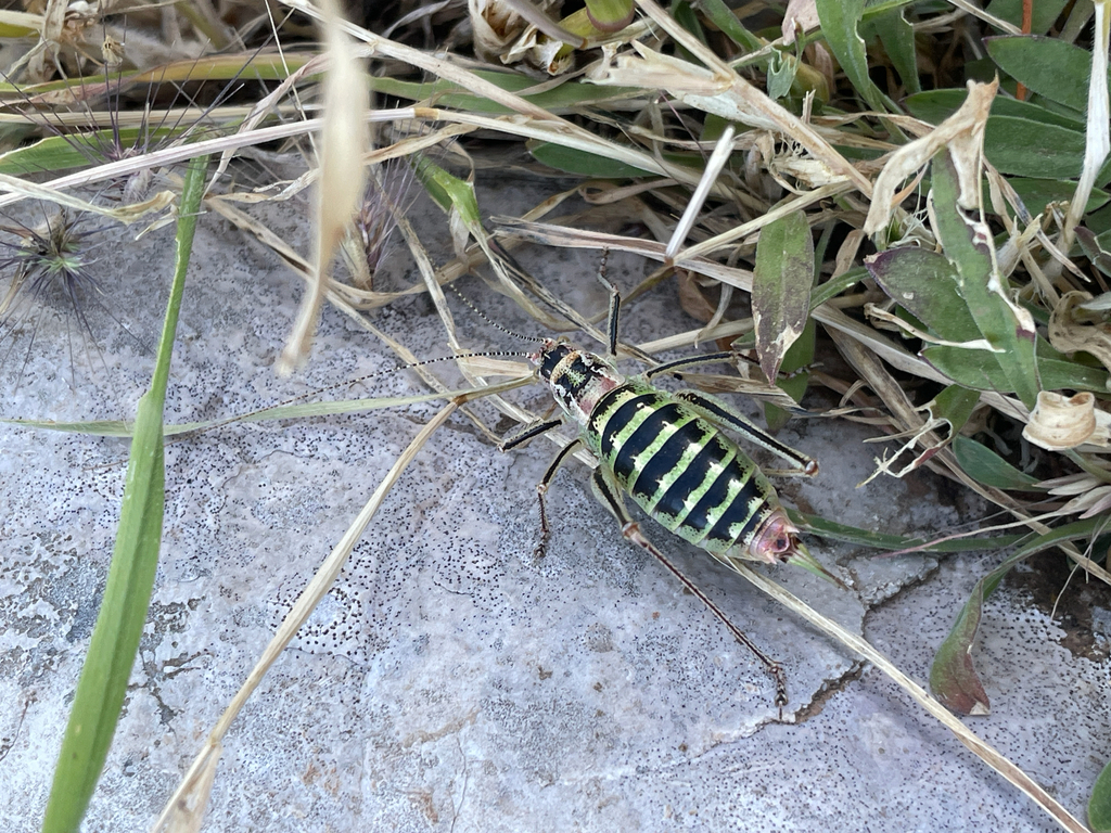 Poecilimon zonatus