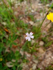Petrorhagia nanteuilii