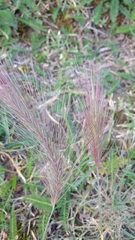 Hordeum comosum