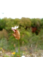 Petrorhagia nanteuilii