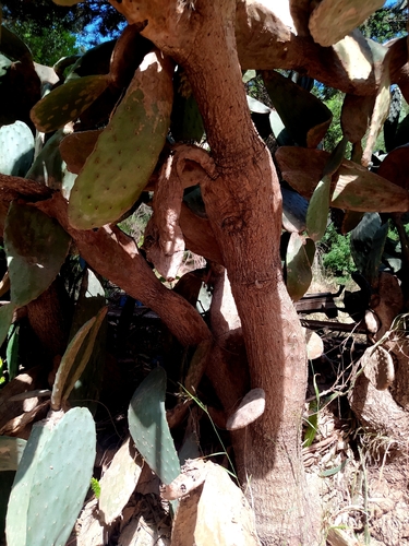 Indian fig opuntia