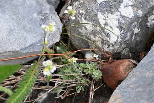 Draba nivalis