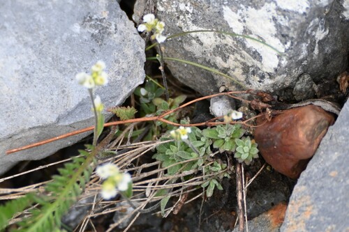 Draba nivalis, photograph 1
