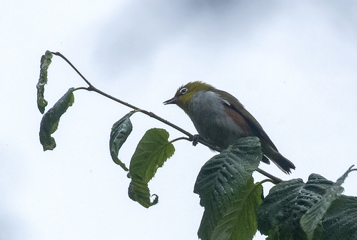 Chestnut-flanked White-eye (Zosterops erythropleurus), photo 7