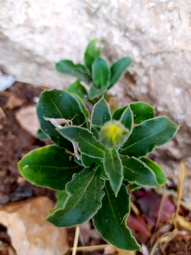 Sea Marigold