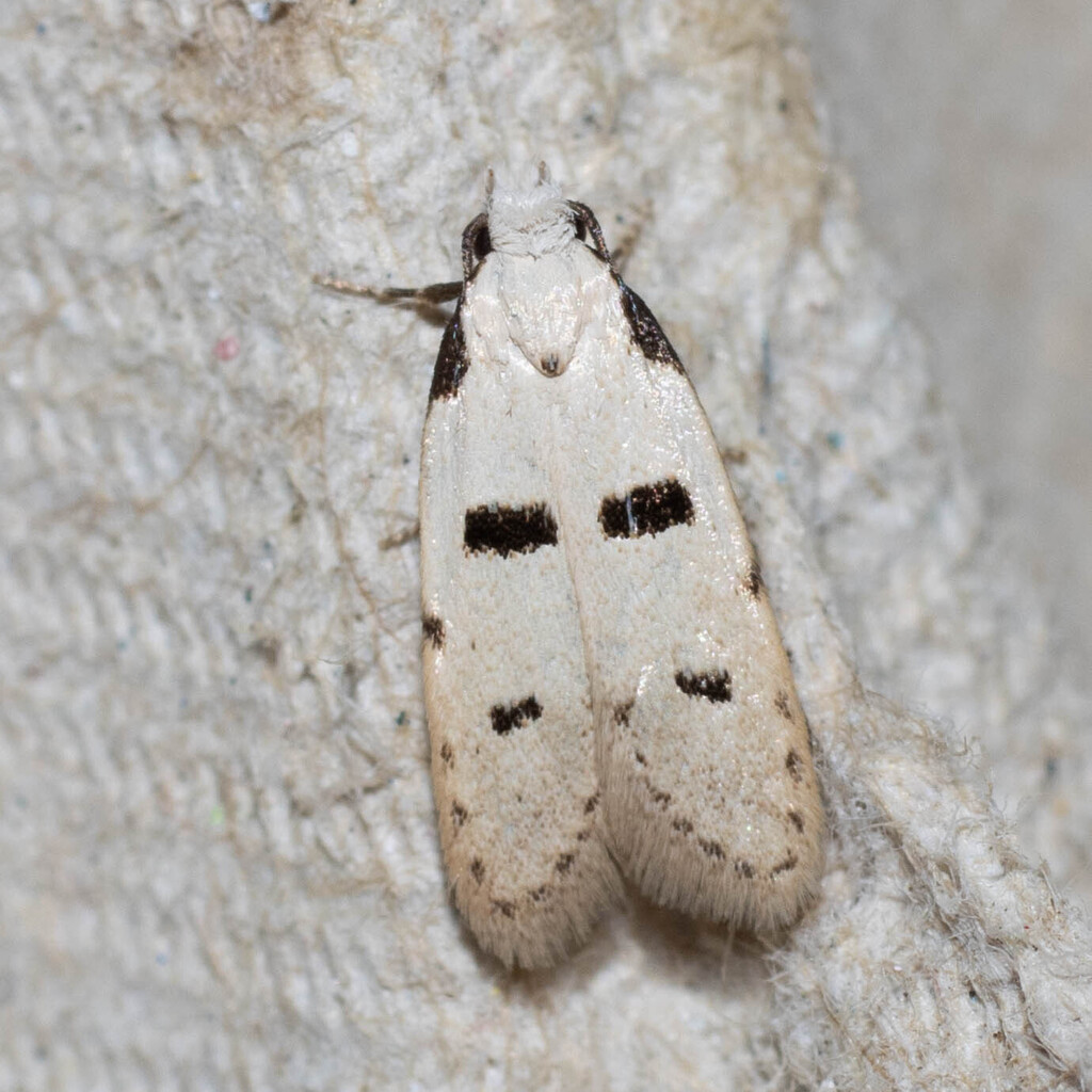 Stibaromacha ratella