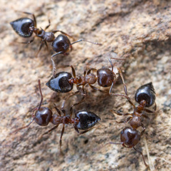Crematogaster lineolata