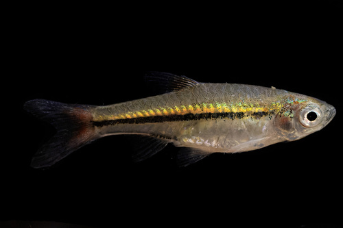 Cherryspot Rasbora