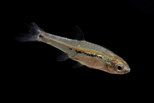 Least rasbora