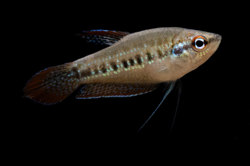 Sparkling gourami (Trichopsis pumila) — Osphronemidae — 4