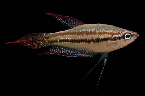 Threestripe croaking gourami (Trichopsis schalleri) — Osphronemidae