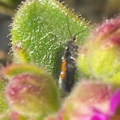 Neoheliodines vernius