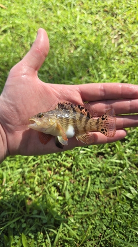 Twinspot bass (Serranus flaviventris) — Serranidae — 2