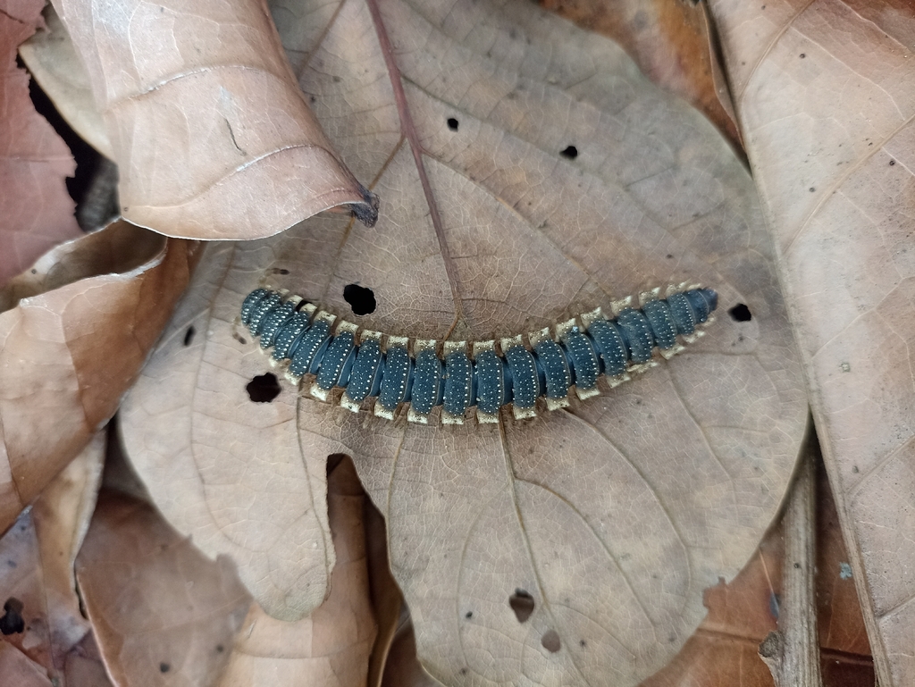 Ilodesmus