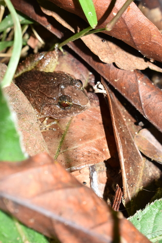 Limnonectes plicatellus observed 2026-06-26