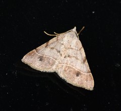 Frederickia subterminata