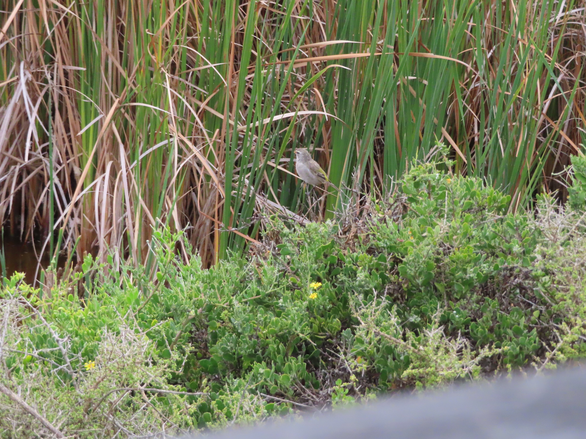 White-throated Canary (Crithagra albogularis), photo 5