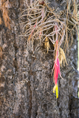 Tillandsia arroyoensis