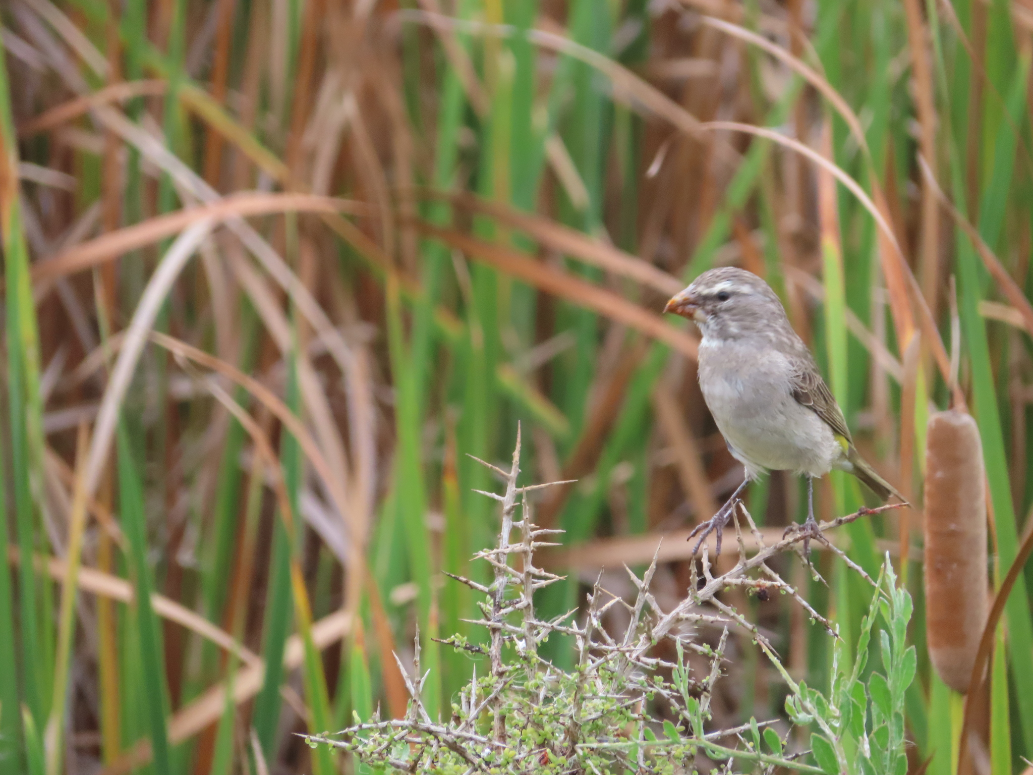 White-throated Canary (Crithagra albogularis), photo 6