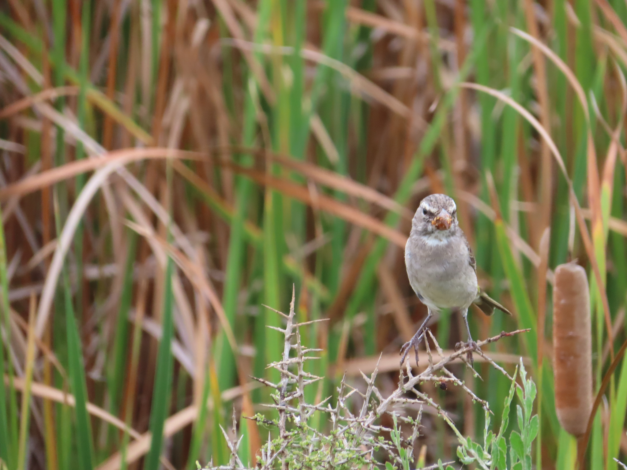 White-throated Canary (Crithagra albogularis), photo 4