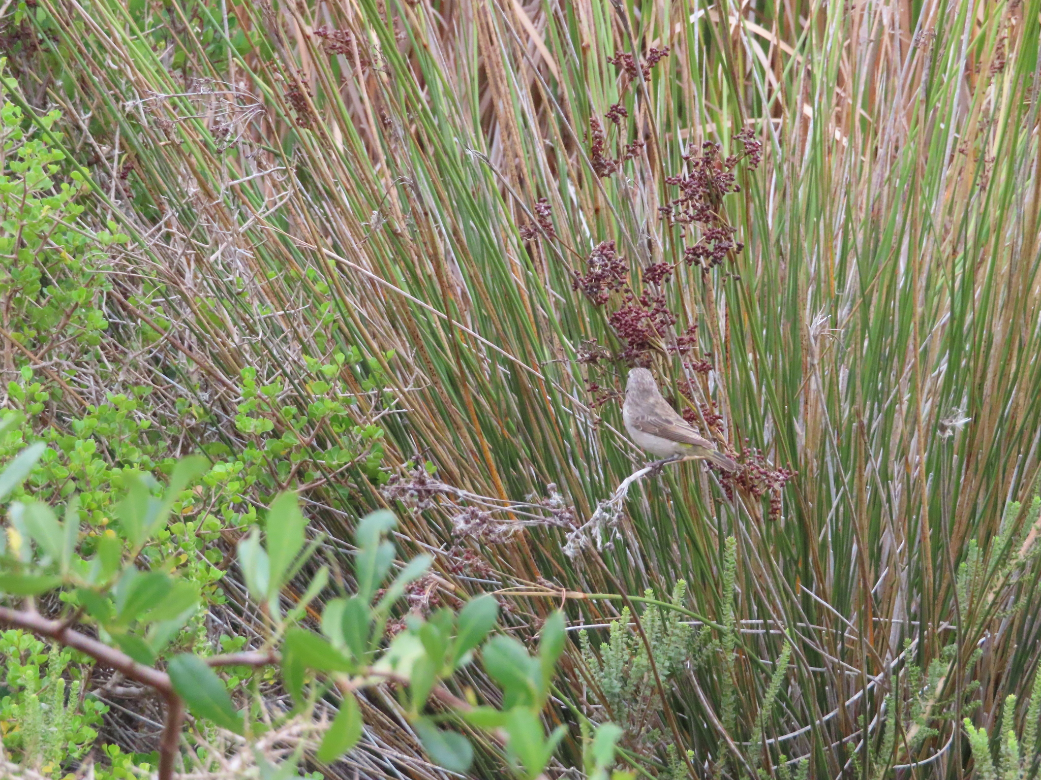 White-throated Canary (Crithagra albogularis), photo 7