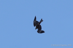 Black Kite