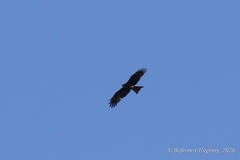 Black Kite