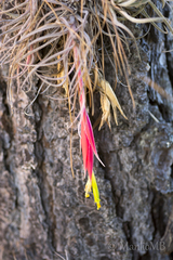 Tillandsia arroyoensis