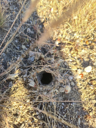 Spanish wolf spider
