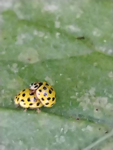 22-spot Ladybird