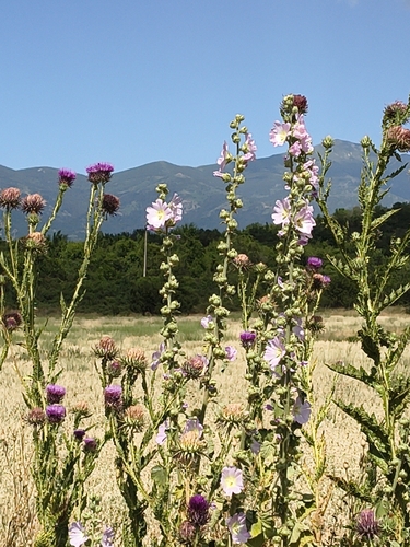 Hollyhock