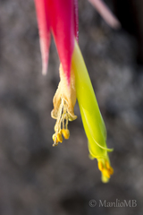 Tillandsia arroyoensis