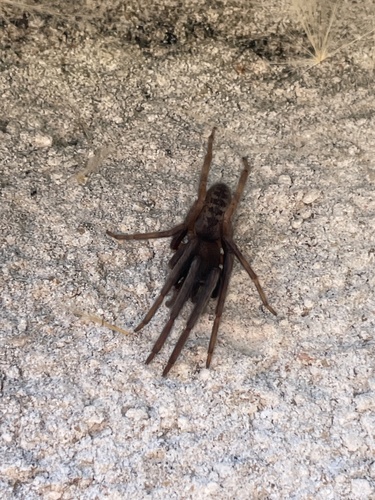 Tube-dwelling Spider