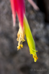 Tillandsia arroyoensis