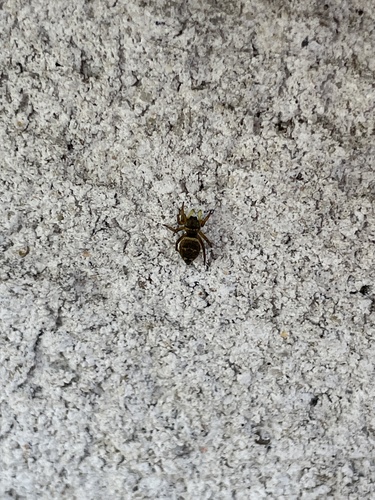 Heliophanus tribulosus