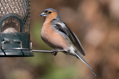 Fringilla coelebs