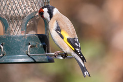 Carduelis carduelis