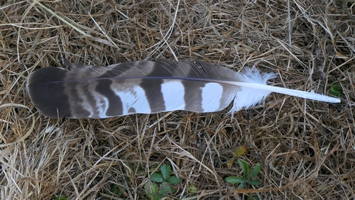 Plume de Bondrée apivore