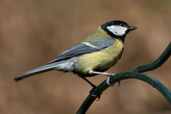Parus major