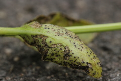 Puccinia vincae
