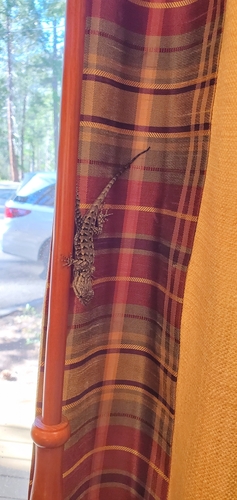 iNaturalist observation photo of Western Fence Lizard