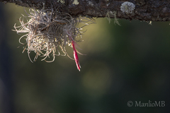 Tillandsia arroyoensis